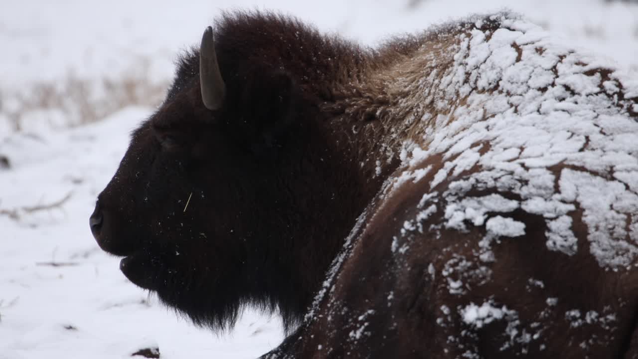 bisonte masticando de cerca en cámara lenta de invierno