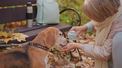 closeup of beagle eagerly lapping water from owner hand while autumn leaves gather on nearby bench with backpack and flask present, golden sunlight filtering through fall foliage