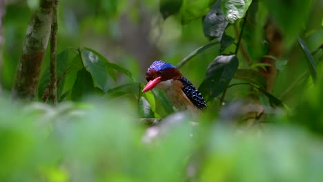 un martín pescador de árboles y una de las aves más hermosas que se encuentran en tailandia dentro de las selvas tropicales