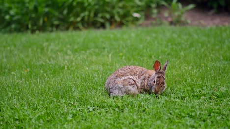 Kaninchen-Frisst-Gras-Tierwelt