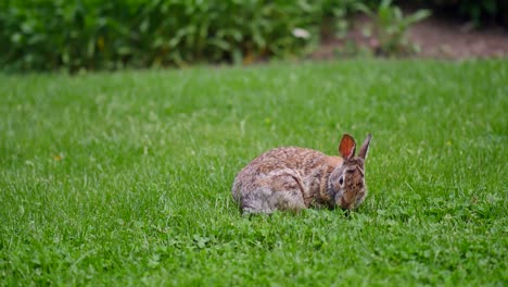 rabbit eating grass animal wildlife