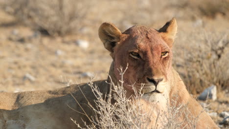 Una-Visión-Más-Cercana-De-Un-León-Africano-Somnoliento