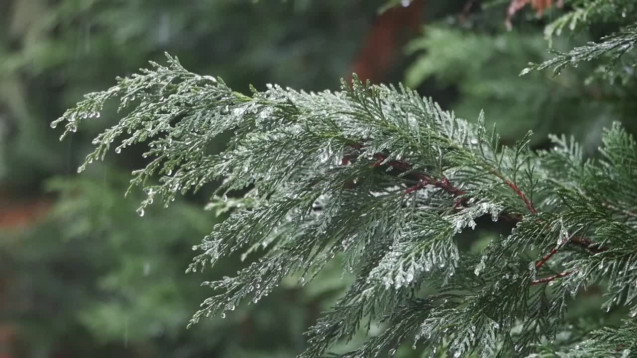 상록 나무 가지 에 내리는 비