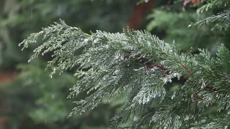 rain on evergreen branches