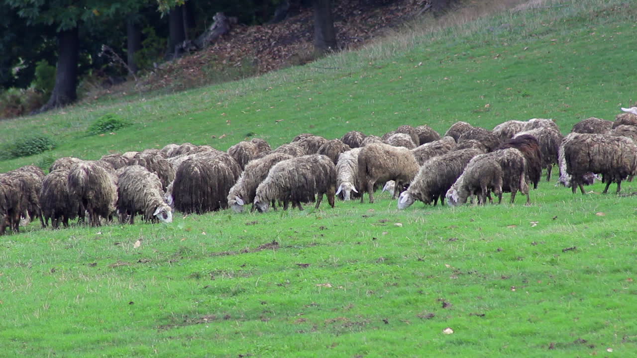 Flock of sheep on graze. Grazing herd of sheeps. Nature and mountain. Animals farming in meadow.