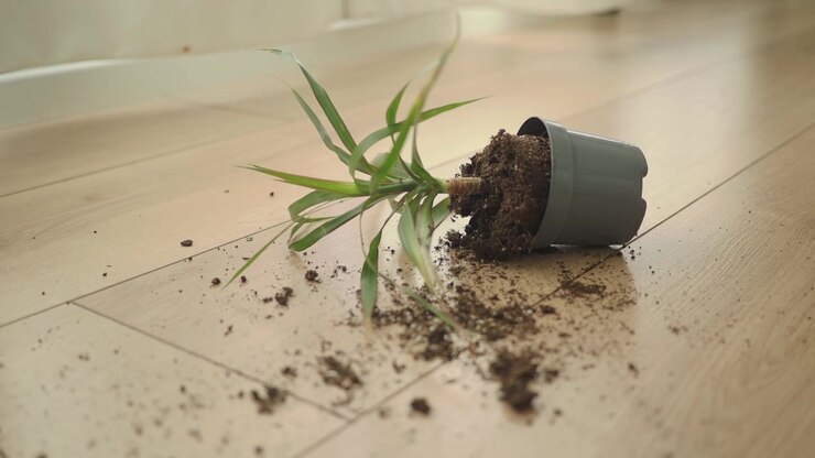 Pianta in vaso caduta con terriccio rovesciato sul pavimento di legno