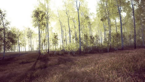 birch grove on a sunny summer day landscape