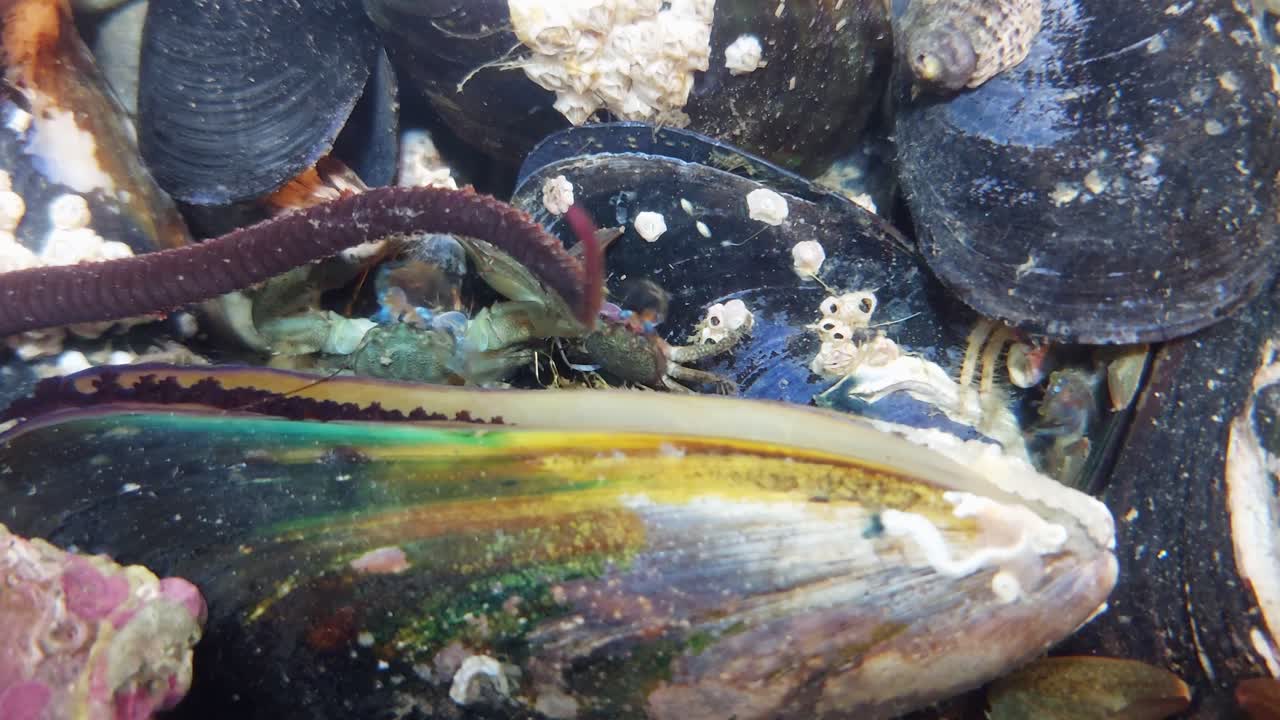 한 무리의 새우들이 발 ⁇ 을 흔들며 먹이를 먹고 있습니다.