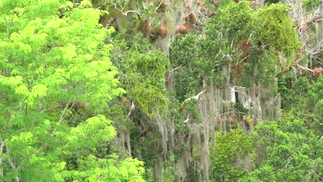 Old-trees-and-pyramids-in-the-old-Maya-city-of-Tikal,-Guatemala