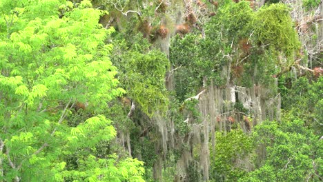 viejos árboles y pirámides en la antigua ciudad maya de tikal, guatemala