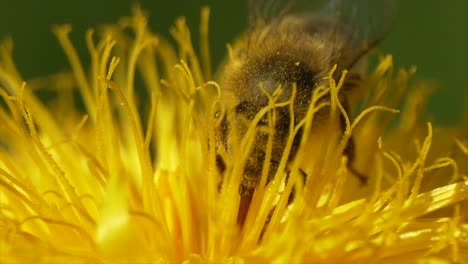 Abeja-Recogiendo-Polen-En-Flor-Amarilla-Durante-El-Tiempo-De-Polinización