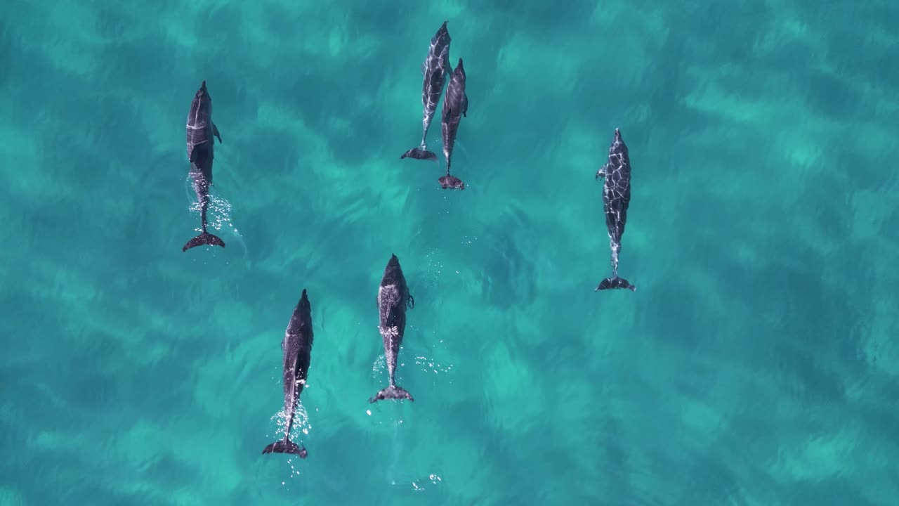 A pod of Dolphins gracefully swimming in the deep blue ocean waters