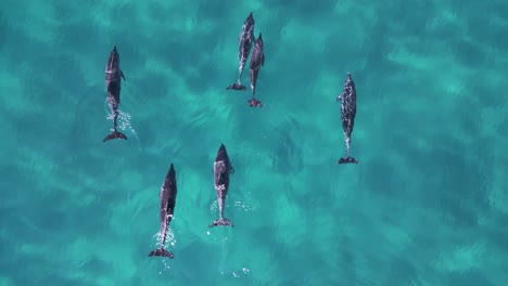 a pod of dolphins gracefully swimming in the deep blue ocean waters