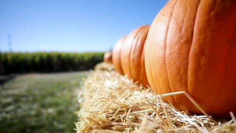 pumpkin patch on straw hay bale during fall season, panning - copy space for text