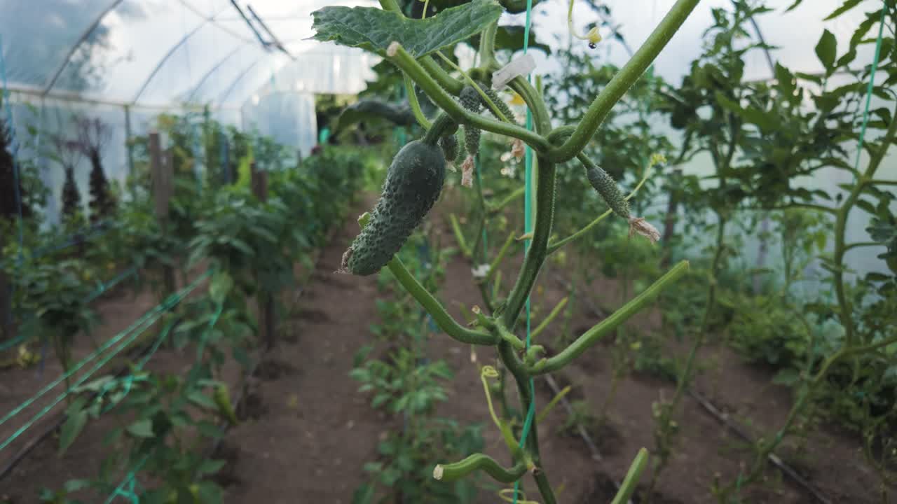 Green cucumber growing in a modern greenhouse in rural Romania during summer