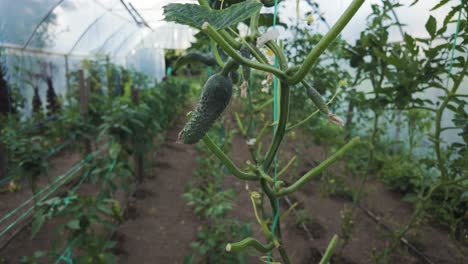 green cucumber growing in a modern greenhouse in rural romania during summer