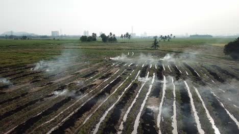 farmers burn the agricultural waste after harvest at malaysia, southeast asia.