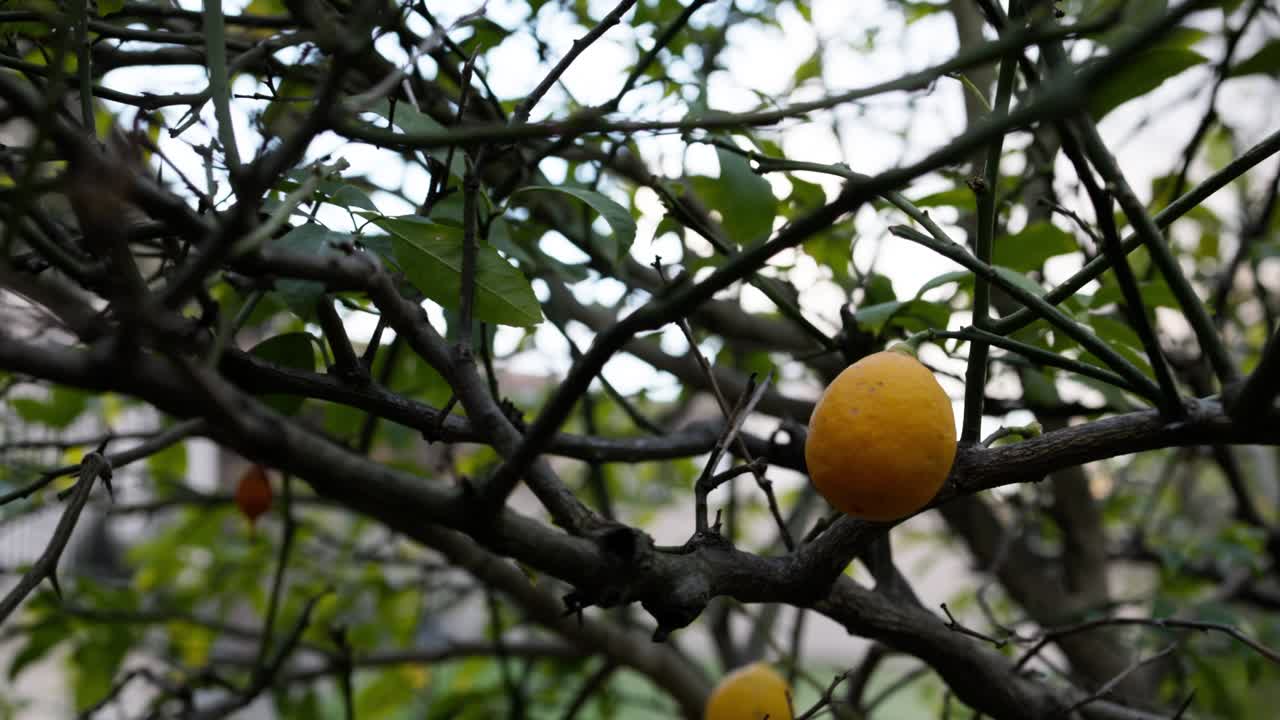 Cinematic right-to-left slide revealing a ripe lemon on a backyard tree, ideal for cooking and garden-to-table visuals