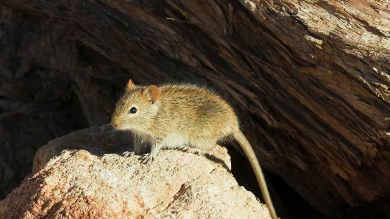 A four-striped grass mouse climbs onto a rock in front of a camelthorn tree. The small rodent sniffs and attentively observes its surroundings. Close-up side view.