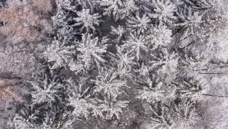 slow flight about a white snow covered forest in low height, top down drone shot