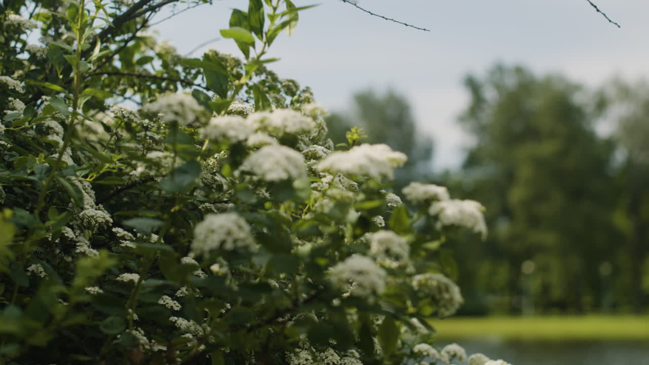 White Flowers in a Tranquil Park