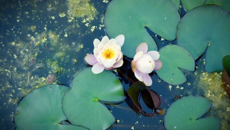 Zeitraffer-Schließen-Der-Seerosen-Am-Morgen-In-Einem-Natürlichen-Teich,-Rosa-Und-Weiße-Seerose