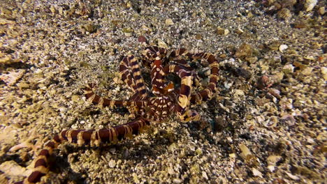 wonderpus imitates behavior and shape of blue-ringed octopus