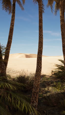 desert oasis with palm trees