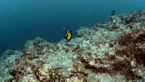 Fishes-in-reef,-aquatic-camera-detail-plane