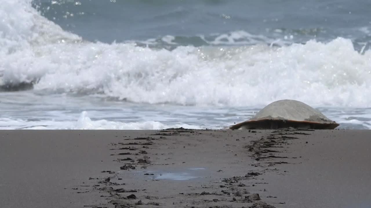 Kemp's Ridley Sea Turtle, Lepidochelys kempii, tortuga lora, walks towards the sea shot from behind. La Mancha, Veracruz, México