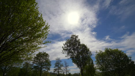 soft swaying trees in front of blue sky and sunlight behind clouds during windy spring day