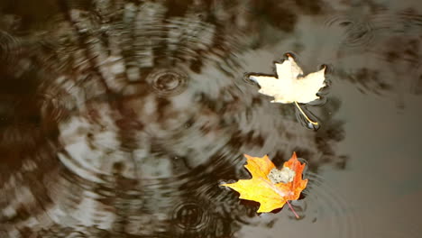 fall leaves in water with raindrops falling near them