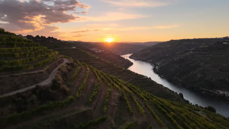 sunset over terraced vineyards and river in douro valley