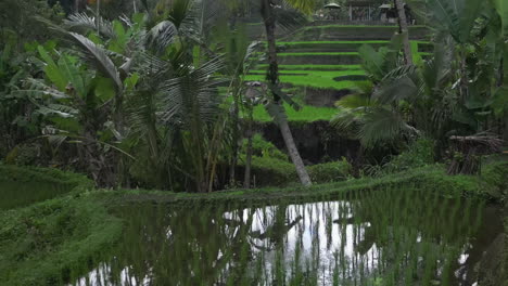 Flache-Beleuchtung-Sorgt-Für-Tief-Gesättigte-Grüntöne-Auf-überfluteten-Reisterrassen