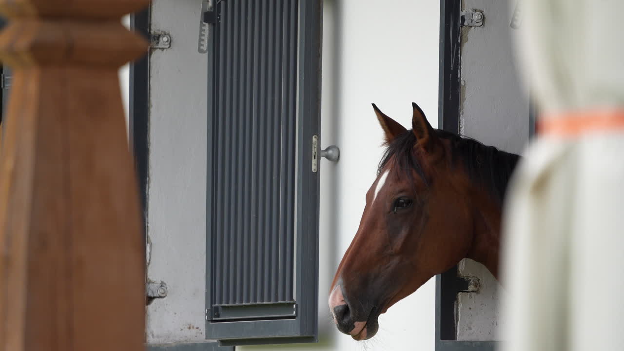 Close-up of a chestnut horse peeking from a stable window, with a focused and attentive gaze