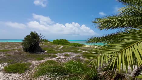 Green-Fruitful-branches-of-palm-tree-dates-on-white-sand-beach-tropical-paradise,-Los-Roques
