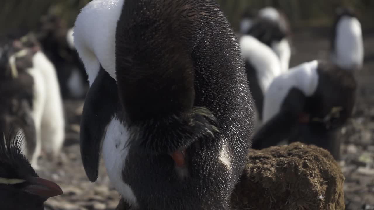 Close-up of rockhopper penguin preening its feathers amidst a colony, showcasing meticulous cleaning behavior
