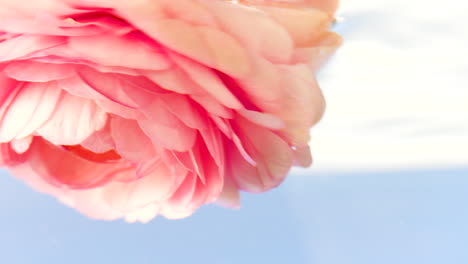 close-up of a beautiful pink ranunculus flower