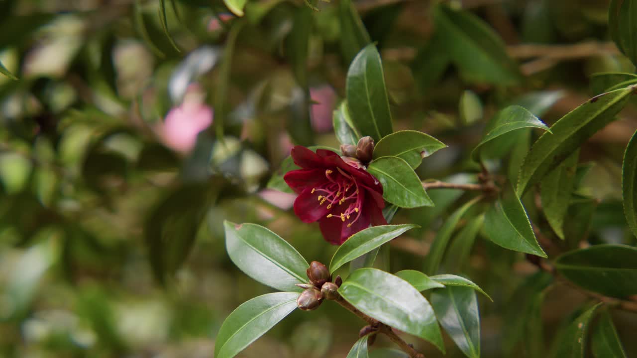 Una camelia vibrante in piena fioritura con petali morbidi e ricchi dettagli. Catturata in slow motion 4K, questa ripresa mostra l'eleganza della natura e la bellezza botanica
