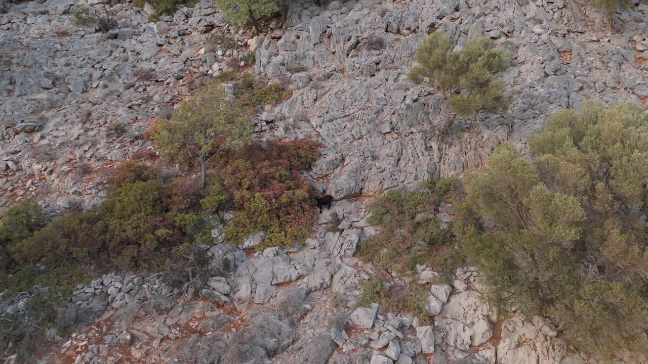 aérea - zoom de cabra negra en la ladera rocosa de la montaña, isla de creta, grecia
