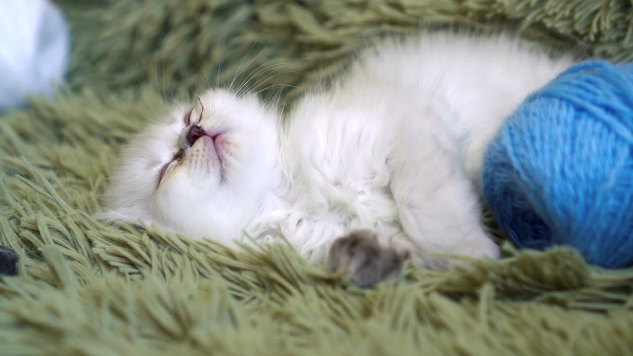 家で眠りにつく子猫