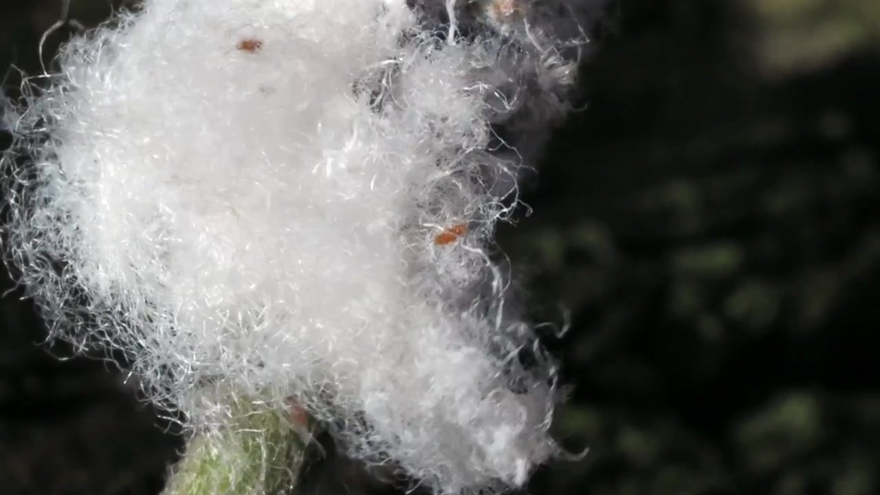 Colonia di afidi lanuginosi (famiglia Aphididae) che producono cera simile a cotone sul fusto di un melo.