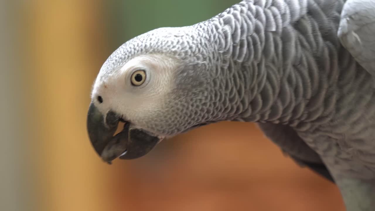 detalles de perfil cerca de un loro gris africano del congo salvaje, psittacus erithacus, caminando en su hábitat natural, arreglando su garra en el santuario de aves, parque de vida silvestre
