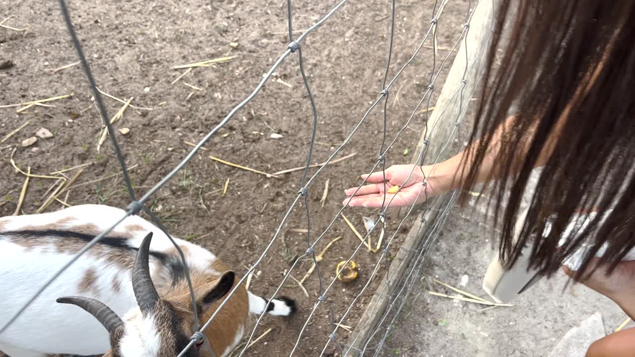 한 사람 이 금속 울타리  ⁇  에 서서 작은 염소 를 부드럽게  ⁇ 고 먹이고 있다