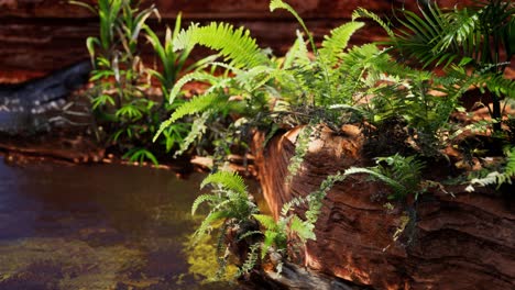 tropical-golden-pond-with-rocks-and-green-plants