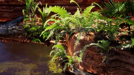 tropical golden pond with rocks and green plants