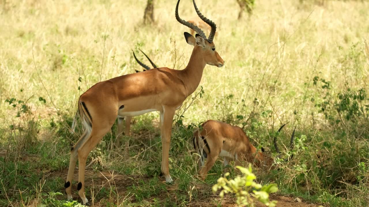 un antílope macho, deprimido por el recuerdo de la pérdida de sus hijos, vigila la tranquilidad durante la cena