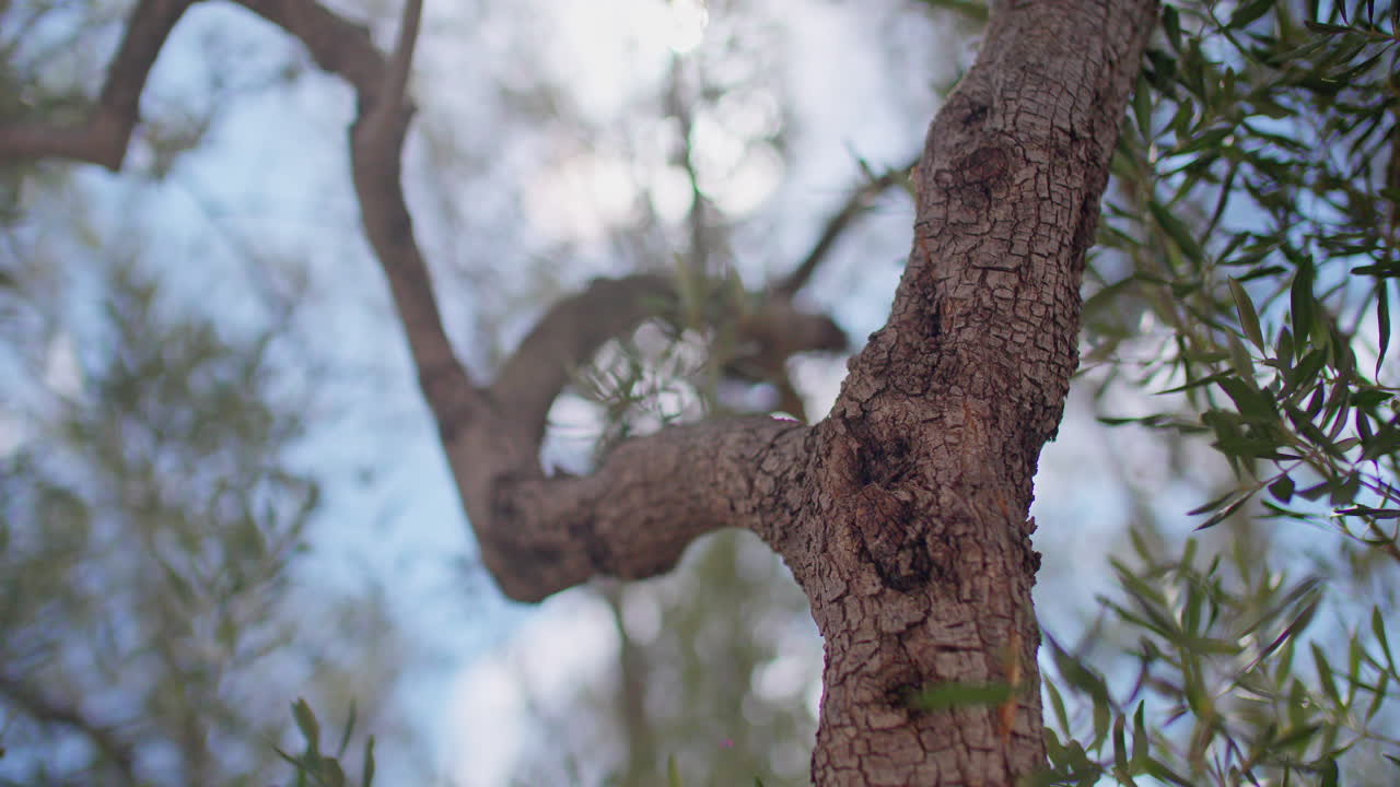스페인 산맥의 올리브 나무
