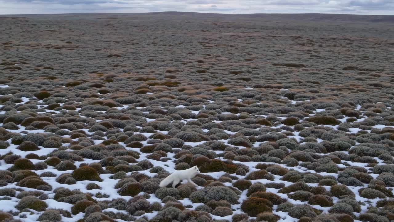 Vídeo aéreo de uma vasta paisagem de tundra nevada com uma raposa branca solitária