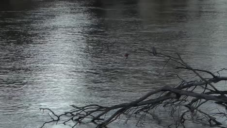 Outdoor-nature-australian-birds-sitting-on-branch-riverside-camping-summer